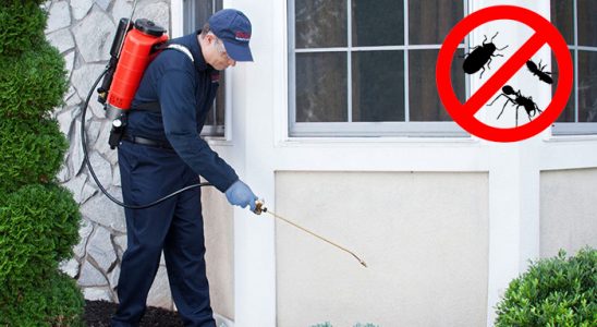 Amasra Karınca İlaçlama böcek ilaçlama ve haşere kontrolü — ilaclama-tr.com